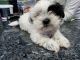 Shih Tzu Puppies for sale in Alberta Ave, Staten Island, NY 10314, USA. price: NA