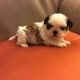 Shih Tzu Puppies for sale in Downey, CA 90241, USA. price: $900
