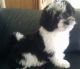 Shih Tzu Puppies for sale in Merrillville, IN, USA. price: $850