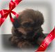 Shih Tzu Puppies for sale in Myrtle Beach, SC, USA. price: NA