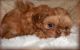 Shih Tzu Puppies for sale in Smiths Creek, MI 48074, USA. price: NA
