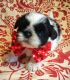 Shih Tzu Puppies for sale in United States. price: $650