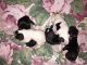 Shih Tzu Puppies for sale in Atlanta, IN, USA. price: NA