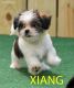Shih Tzu Puppies for sale in Kermit, TX 79745, USA. price: NA