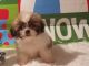 Shih Tzu Puppies for sale in 1220 Gordon Rd, Lyndhurst, OH 44124, USA. price: NA