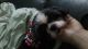 Shih Tzu Puppies for sale in Farmington Hills, MI, USA. price: NA