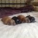 Shih Tzu Puppies for sale in London, KY, USA. price: NA