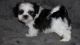 Shih Tzu Puppies for sale in Aliso Viejo, CA, USA. price: NA