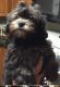 Shih Tzu Puppies for sale in Fairfax, VA, USA. price: NA