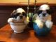Shih Tzu Puppies for sale in Lufkin, TX, USA. price: NA