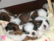 Shih Tzu Puppies for sale in Madison, WI, USA. price: NA