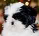 Shih Tzu Puppies for sale in Peachtree Rd NE, Atlanta, GA, USA. price: NA