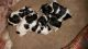 Shih Tzu Puppies for sale in Gainesville, FL, USA. price: $400