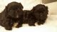 Shih Tzu Puppies for sale in W Leonard Rd, Leonard, MI 48367, USA. price: NA