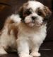 Shih Tzu Puppies for sale in Fairfax, VA, USA. price: NA