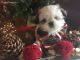 Shih Tzu Puppies for sale in Great River, NY 11739, USA. price: NA