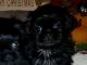 Shih Tzu Puppies for sale in SC-14, Fountain Inn, SC 29644, USA. price: NA