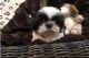 Shih Tzu Puppies for sale in Putnam Valley, NY 10579, USA. price: NA