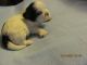 Shih Tzu Puppies for sale in Reno, NV, USA. price: NA