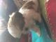 Shih Tzu Puppies for sale in Holden, MO 64040, USA. price: NA