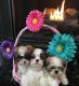 Shih Tzu Puppies for sale in Chesterfield Township, MI, USA. price: NA