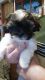 Shih Tzu Puppies for sale in Winchendon, MA, USA. price: $800