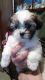 Shih Tzu Puppies for sale in Winchendon, MA, USA. price: NA