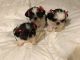Shih Tzu Puppies for sale in Downey, CA 90241, USA. price: $900