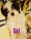 Shih Tzu Puppies for sale in Marion, MI 49665, USA. price: NA