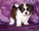 Shih Tzu Puppies for sale in TX-360, Grand Prairie, TX, USA. price: NA