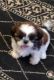 Shih Tzu Puppies for sale in California Oaks Rd, Murrieta, CA 92562, USA. price: $400