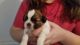Shih Tzu Puppies for sale in Ocala, FL, USA. price: $800
