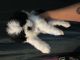 Shih Tzu Puppies for sale in Amsterdam, NY 12010, USA. price: NA