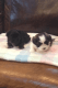 Shih Tzu Puppies for sale in Atlas, MI 48411, USA. price: $650