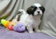 Shih Tzu Puppies for sale in Steamboat Springs, CO 80477, USA. price: NA