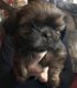 Shih Tzu Puppies for sale in Warren, OH, USA. price: NA