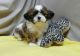 Shih Tzu Puppies for sale in Cunningham, TN 37052, USA. price: $350