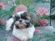Shih Tzu Puppies for sale in Pleasant Hill, CA, USA. price: NA