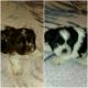 Shih Tzu Puppies for sale in Robbins, NC, USA. price: $550