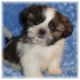Shih Tzu Puppies for sale in Warsaw, MO 65355, USA. price: $995