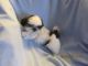 Shih Tzu Puppies for sale in Pahrump, NV, USA. price: $650