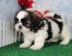 Shih Tzu Puppies for sale in Mountain View, CA, USA. price: NA