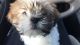Shih Tzu Puppies for sale in Madison Heights, MI 48071, USA. price: NA