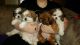 Shih Tzu Puppies for sale in Centralia, MO 65240, USA. price: NA