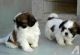 Shih Tzu Puppies for sale in Idaho Falls, ID, USA. price: NA