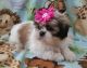 Shih Tzu Puppies for sale in Lakeland, FL, USA. price: NA