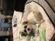 Shih Tzu Puppies for sale in Bloomingdale, IL 60108, USA. price: NA
