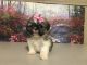 Shih Tzu Puppies for sale in Cypress, TX 77433, USA. price: NA