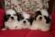 Shih Tzu Puppies for sale in Waco, TX, USA. price: NA