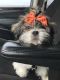 Shih Tzu Puppies for sale in Celina, OH 45822, USA. price: NA